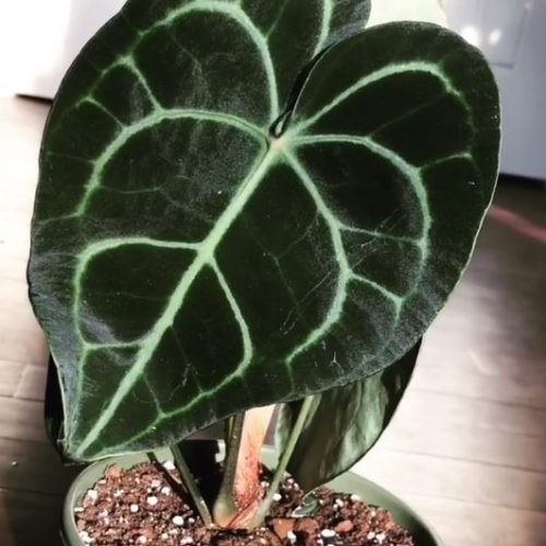 The Best Online Plant Shops with Rare & Popular Options